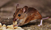 24 Hour & Emergency Exterminators in Richfield, NC
